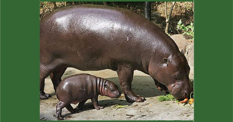 Некоторые анатомические особенности бегемотов Hippopotamus amphibius и  Chaeropsis liberiensis - Зооинформ