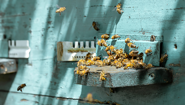 В Липецке пчеловод отсудил у аграриев 700 тыс. рублей за гибель пчёл на пасеке