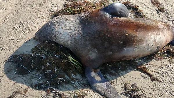 Умирающих морских млекопитающих нашли на побережье Сахалина