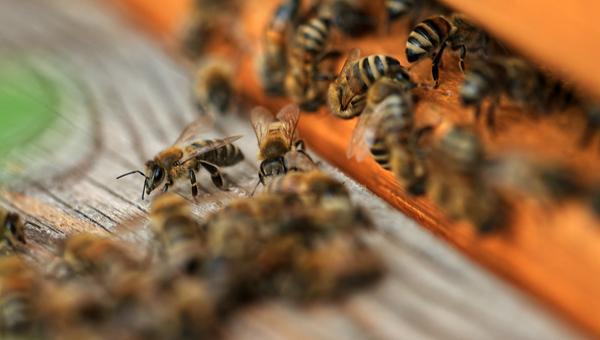 Массовая гибель пчёл на Кубани оказалась вызвана пестицидами