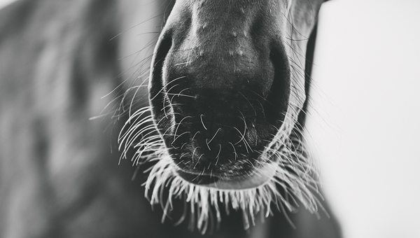 Австралийских лошадей «бреют», хотя это может быть вредно