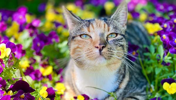 Во всём мире 8 августа отмечается Международный день кошек