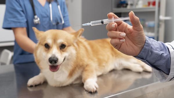 Чтобы оценить уровень употребления антибиотиков у мелких животных в период операций, исследователи провели опрос среди врачей ветклиник.