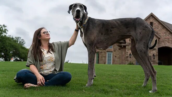 От онкологического заболевания умерла самая высокая собака