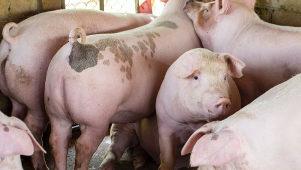 Новые штаммы свиного гриппа выявлены у животных