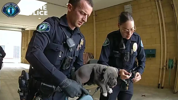 Полиция США спасла щенка, отравившегося фентанилом