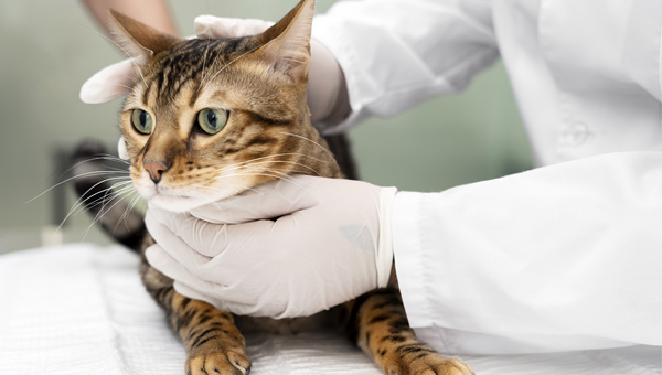 Опрос показал, что ветврачи сталкиваются со сложностями при выявлении признаков гипертонии у кошек из-за проблем во время диагностики.