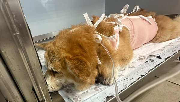 В московской ветклинике ветврачи извлекли из желудка собаки почти килограмм щебёнки