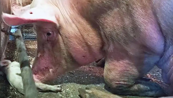 Зоозащитники сняли видео о животных на ферме под Псковом