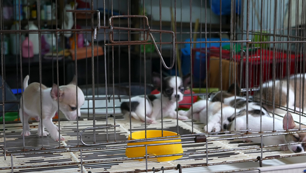 Зоозащитники спасли с «фабрик щенков» в США более 100 собак