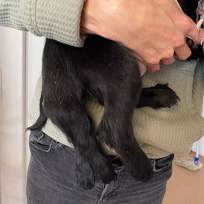На стоянке в городке Пемброк-Док, графство Пемброкшир, Великобритания, зоозащитники нашли щенок спаниеля. У животного обнаружились лишние задние конечности