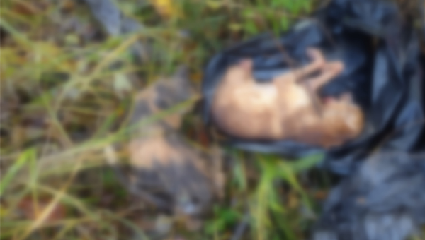 В Пскове на территории лесопарка обнаружили свалку трупов домашних питомцев