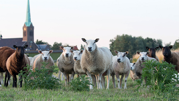 Уникальный вариант блютанга выявлен у овец в Нидерландах