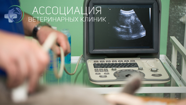 Ассоциация ветклиник Санкт-Петербурга анонсировала новые мастер-классы и курсы по УЗИ, кардиологии и ортопедии