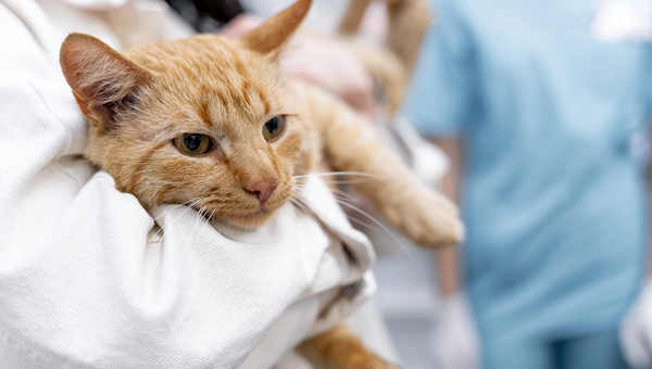 Рекомендации по паллиативной помощи кошкам опубликовали в США