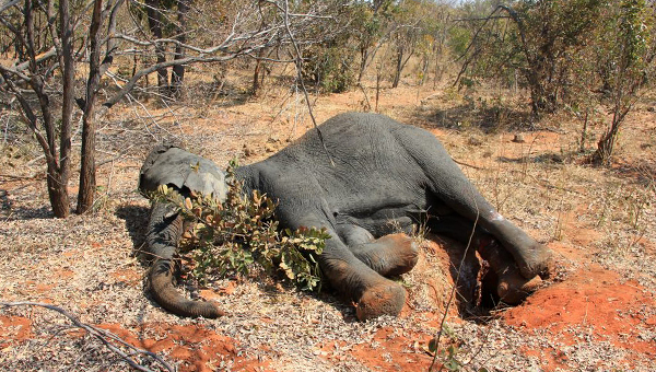 Установлена причина гибели саванных слонов в Зимбабве