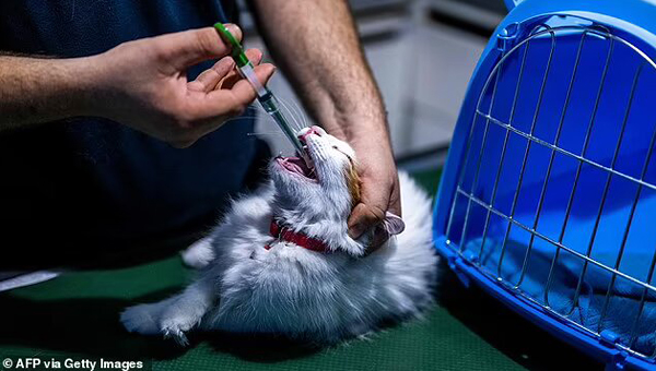 Заражённую вирусом FIP кошку привезли в ританию с Кипра