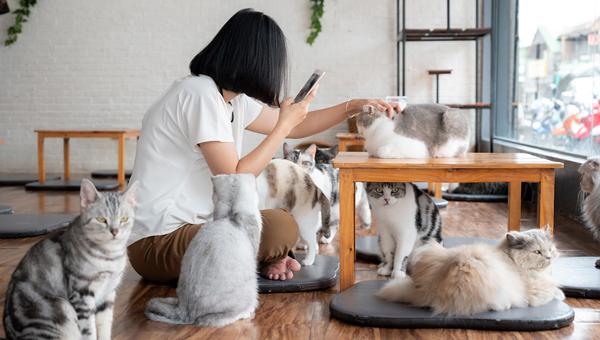 Эксперты о рынке зоотоваров в Азии: «наступило время кошек»