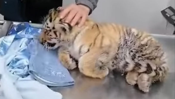 В Хабаровском крае ветврачи спасают тигрёнка с травмой