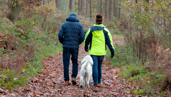 В Британии владельцев собак призвали больше гулять с ними