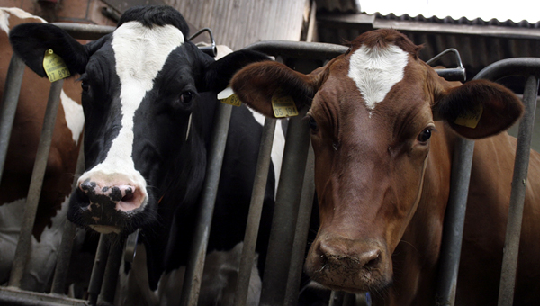 Из-за бруцеллёза в Татарстане уничтожат более 5 тысяч коров