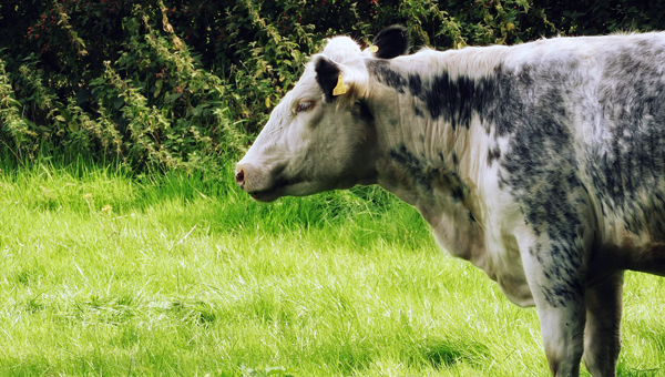 Случай блютанга у коровы подтверждён в Британии
