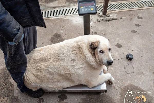 Зоозащитники спасают 100-килограммовую собаку в Нижнем Новгороде