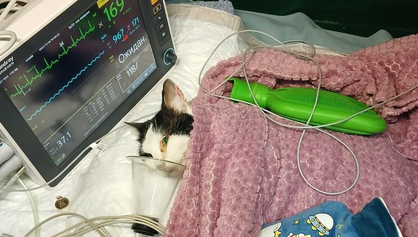 Тяжелораненую кошку спасли в Нижнем Новгороде