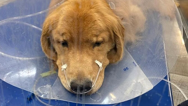 «Лекарство» от нового респираторного заболевания собак якобы нашли в Калифорнии