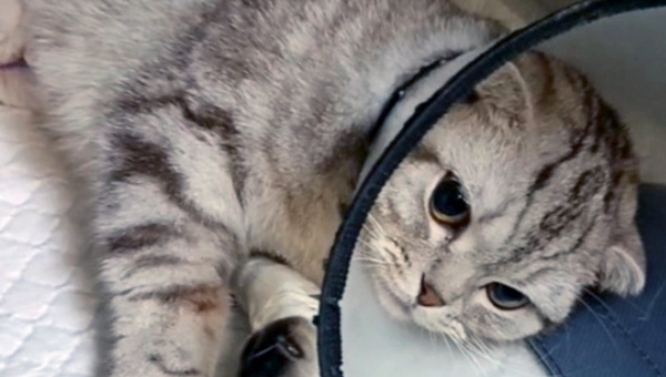 Ветврачи спасли кошку с марлей в брюшной полости