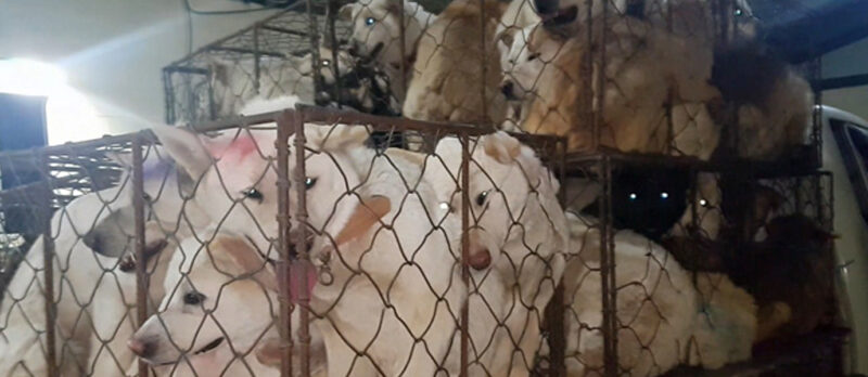 За запрет разведения собак на мясо проголосовал Парламент Кореи