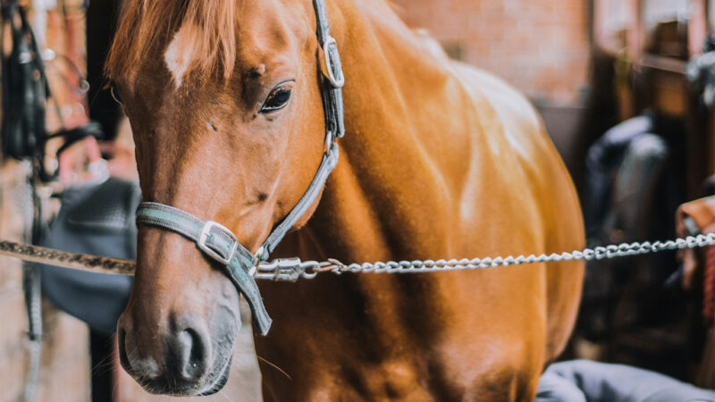 Появились новые ветеринарные правила содержания лошадей