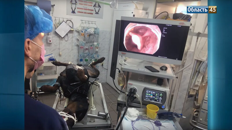 Ахалазия у собаки: в Кургане провели первую в мире операцию