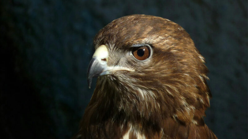 Ветврачи в Ингушетии спасли раненую хищную птицу