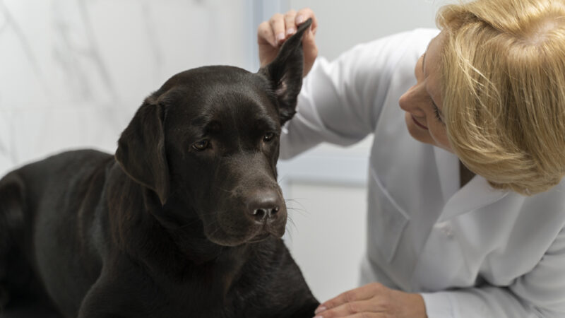 Для лечения грибковых инфекций ушей у собак одобрены новые ЛС