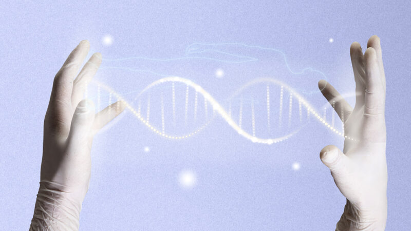 ДНК собаки и человека путают фирмы при генетическом анализе