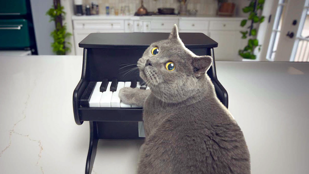 Создана музыкальная автоматическая кормушка для собак и кошек