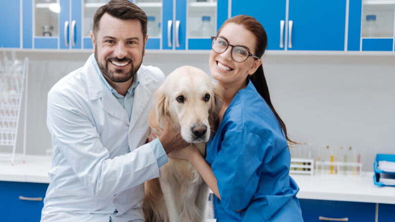 Международный день ветеринарного врача отмечается 27 апреля