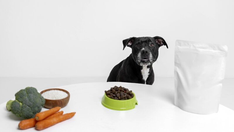 Веганская диета для собак: учёные исследовали её влияние
