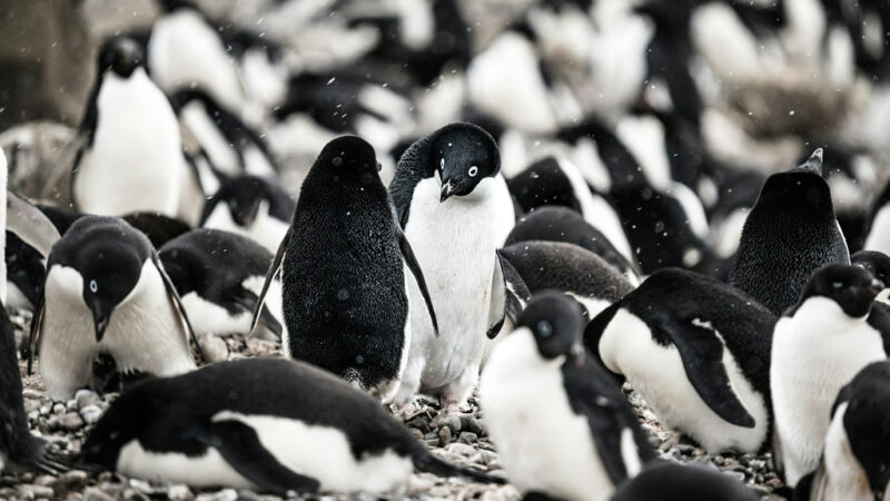 Причины массовой гибели пингвинов в Антарктиде пытаются найти