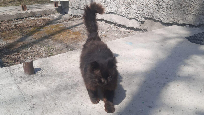 Ветврачей на Сахалине ежегодно навещает спасённый кот