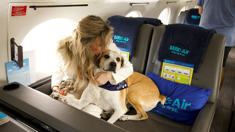 Специализирующаяся на перевозке животных авиакомпания появилась в США