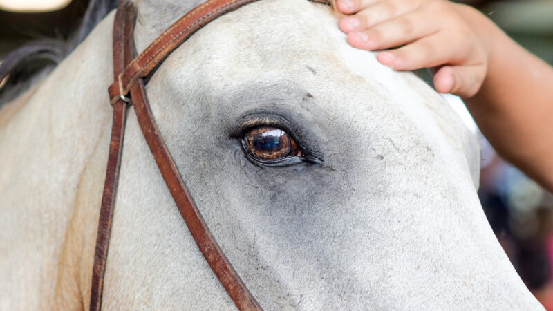 Увеит у лошадей в Великобритании поможет диагностировать ИИ