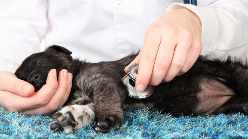 Скорая ветеринарная помощь для животных появилась в Новосибирске